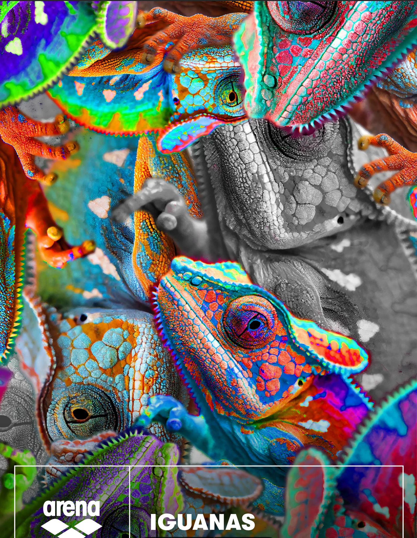 Iguanas Challenge Back - Image 3